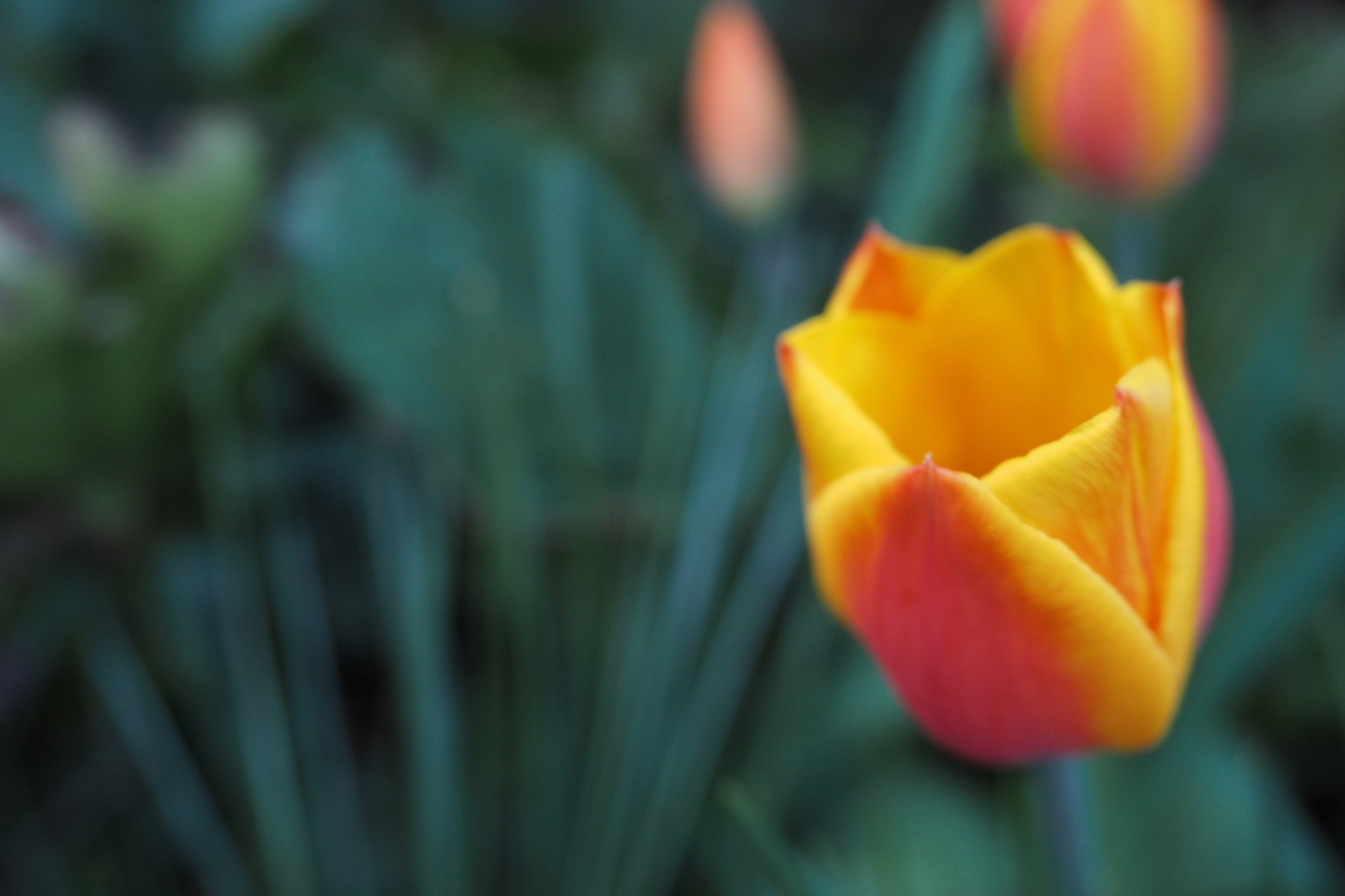 Gelb-Orange Tulpen vor grünem Hintergrund