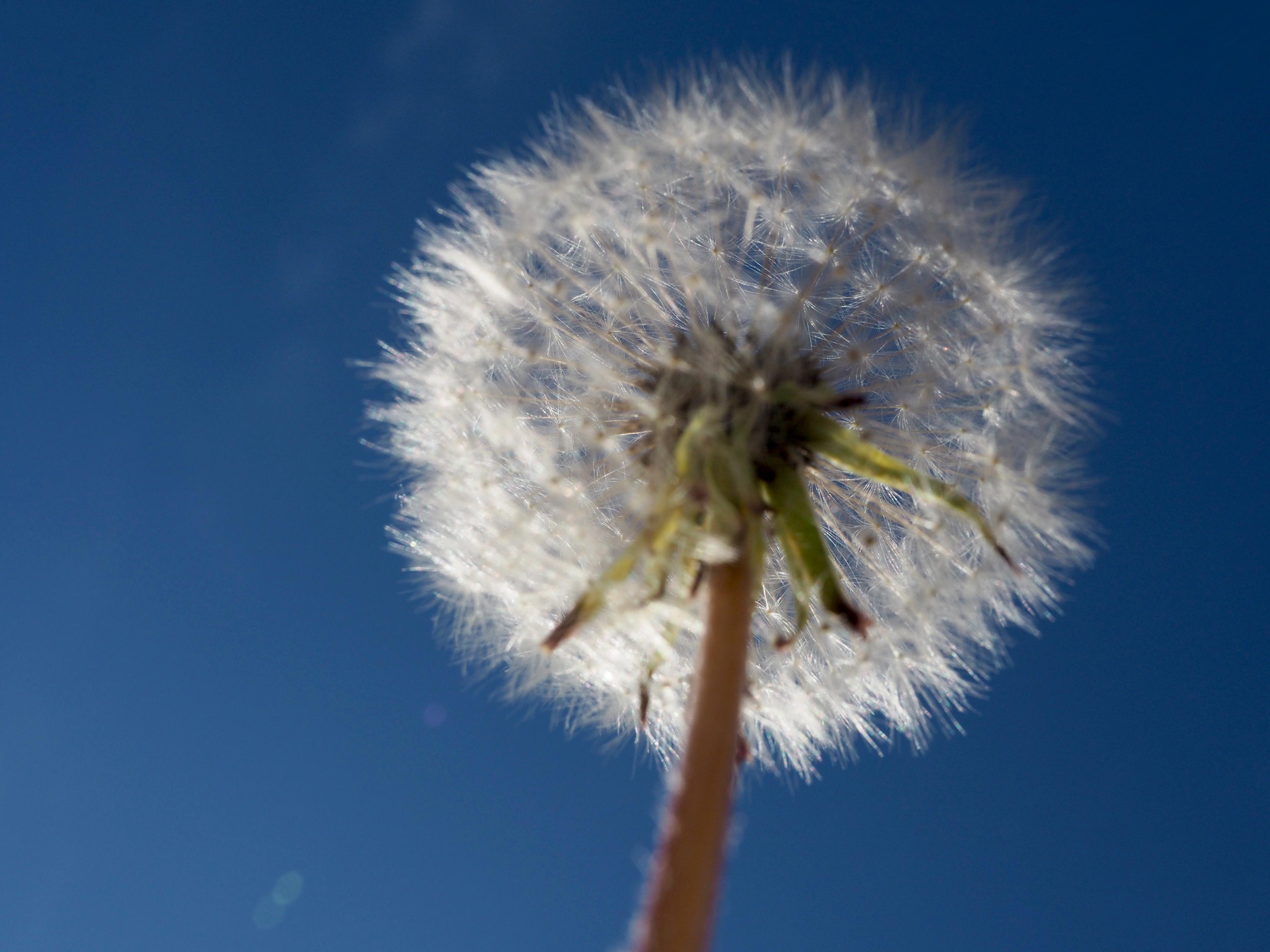 Pusteblume vor blauem Himmel